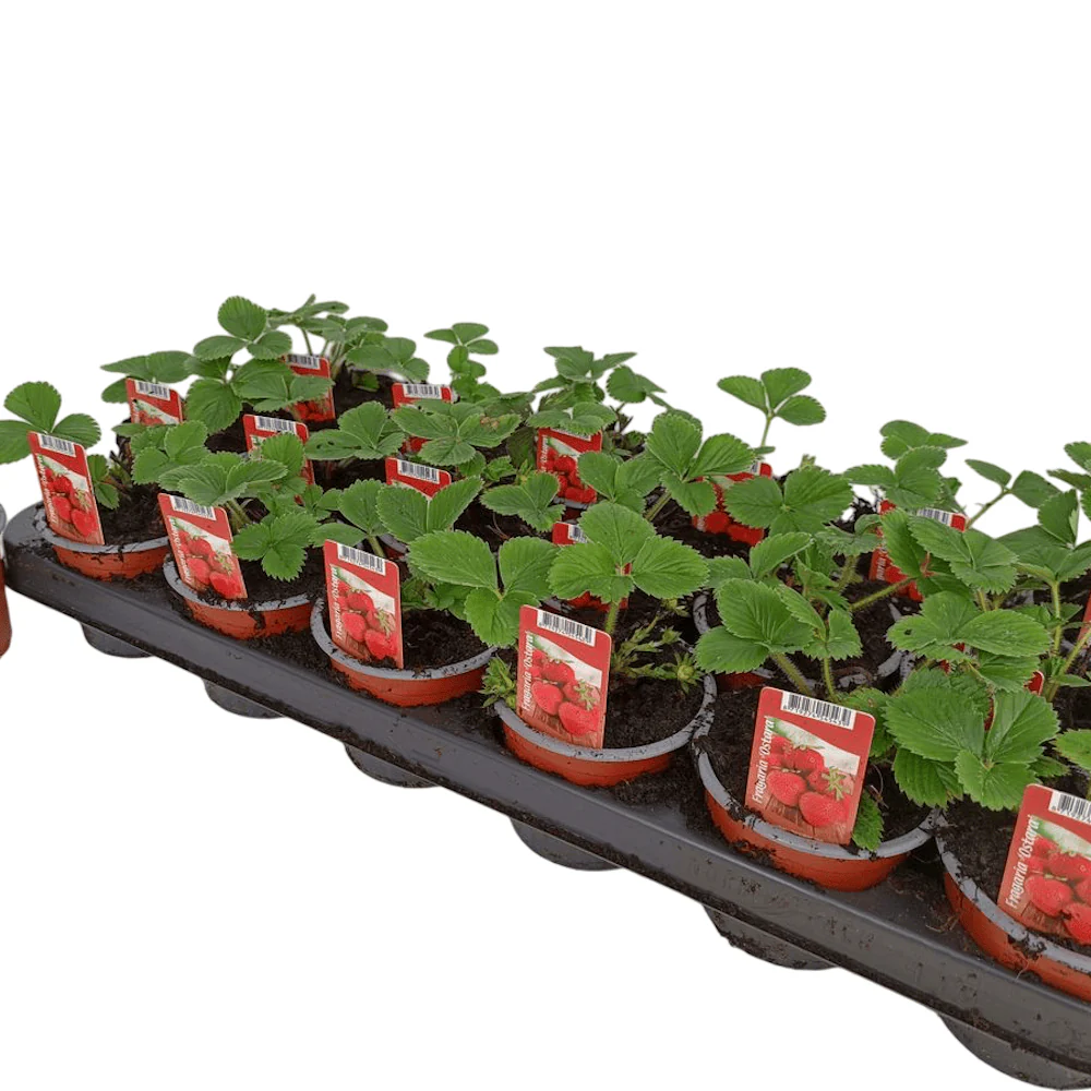 Fragaria ananassa Elsanta  I  Svenskt namn  :Jordgubbe  I  Krukstorlek   : 10,5c  I  Förväntad Höjd  :  20 cm  I  Blomningstid :  juni-sept - 2