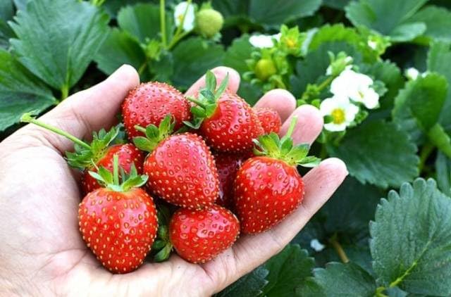 Fragaria ananassa Eves Delight  I  Svenskt namn  :Jordgubbe  I  Krukstorlek   : 10,5c  I  Förväntad Höjd  :  30 cm  I  Blomningstid :  juni-sept - 3