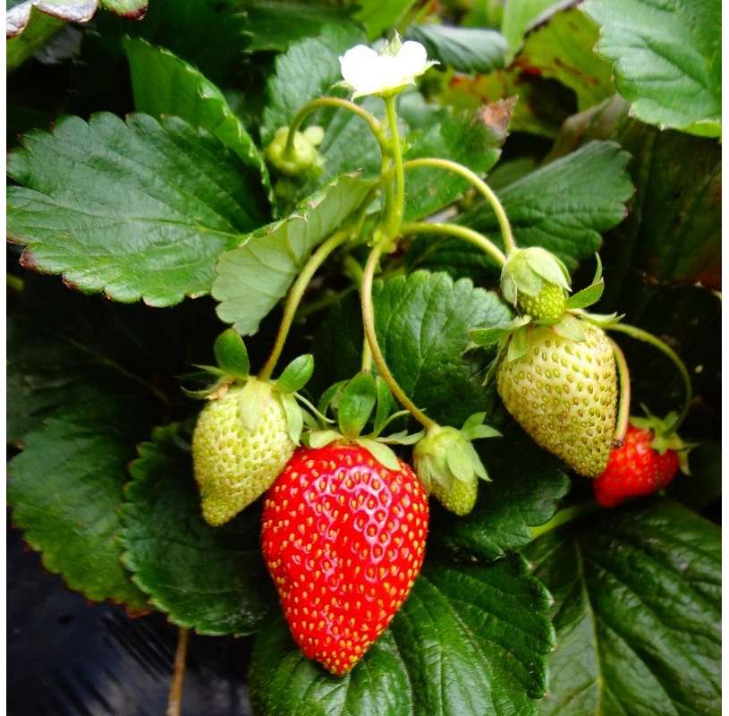 Fragaria ananassa Eves Delight  I  Svenskt namn  :Jordgubbe  I  Krukstorlek   : 10,5c  I  Förväntad Höjd  :  30 cm  I  Blomningstid :  juni-sept