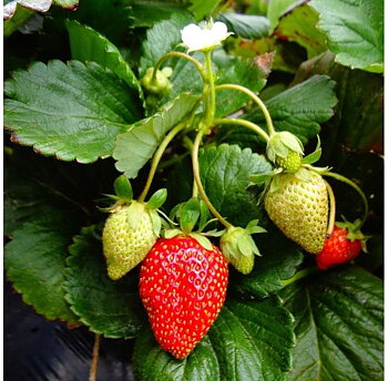 Fragaria ananassa Eves Delight  I  Svenskt namn  :Jordgubbe  I  Krukstorlek   : 10,5c  I  Förväntad Höjd  :  30 cm  I  Blomningstid :  juni-sept