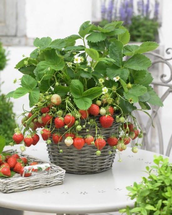 Fragaria ananassa Eves Delight  I  Svenskt namn  :Jordgubbe  I  Krukstorlek   : 10,5c  I  Förväntad Höjd  :  30 cm  I  Blomningstid :  juni-sept - 4