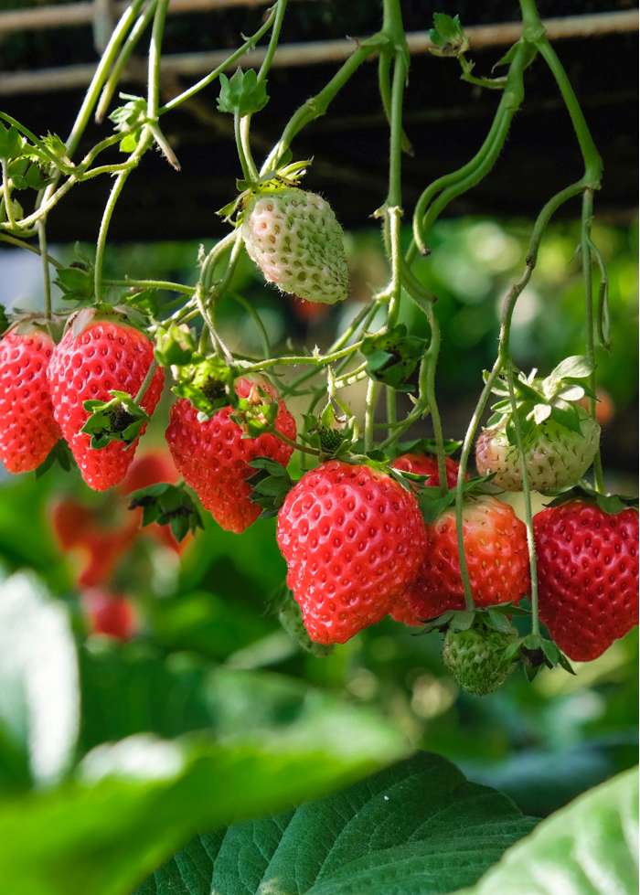 Fragaria ananassa Eves Delight  I  Svenskt namn  :Jordgubbe  I  Krukstorlek   : 10,5c  I  Förväntad Höjd  :  30 cm  I  Blomningstid :  juni-sept - 2