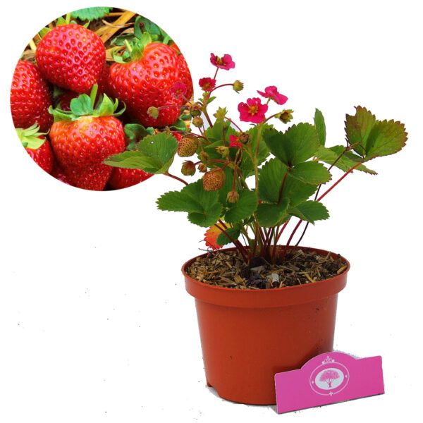 Fragaria ananassa Florence  I  Svenskt namn  :Jordgubbe  I  Krukstorlek   : 10,5c  I  Förväntad Höjd  :  20 cm  I  Blomningstid :  maj-juni - 2