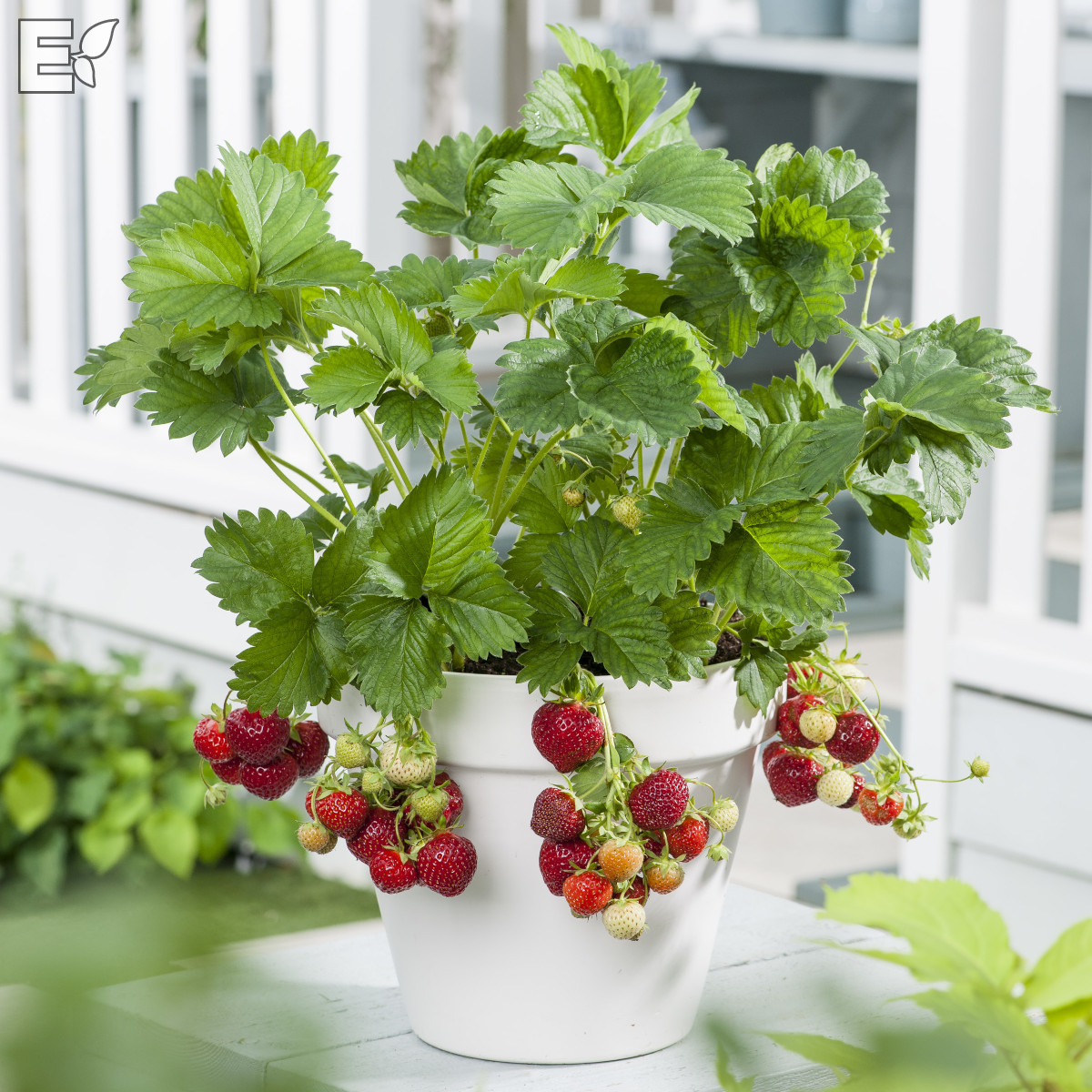 Fragaria ananassa Florence  I  Svenskt namn  :Jordgubbe  I  Krukstorlek   : 10,5c  I  Förväntad Höjd  :  20 cm  I  Blomningstid :  maj-juni - 3
