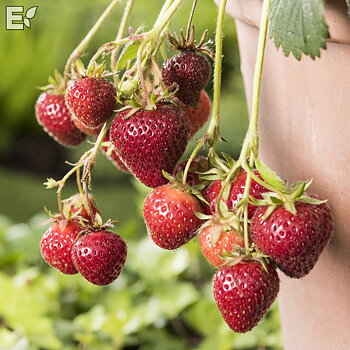 Fragaria ananassa Florence  I  Svenskt namn  :Jordgubbe  I  Krukstorlek   : 10,5c  I  Förväntad Höjd  :  20 cm  I  Blomningstid :  maj-juni