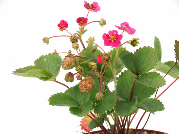 Fragaria ananassa Florence  I  Svenskt namn  :Jordgubbe  I  Krukstorlek   : 10,5c  I  Förväntad Höjd  :  20 cm  I  Blomningstid :  maj-juni - 4