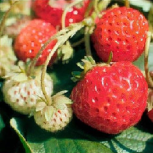 Fragaria ananassa Frau Mieze Schindler  I  Svenskt namn  :Hallonjordgubbe  I  Krukstorlek   : 10,5c  I  Förväntad Höjd  :  20 cm  I  Blomningstid :  maj-juni
