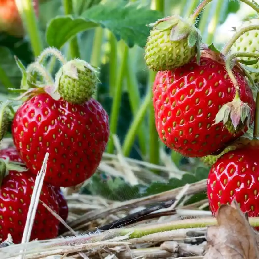 Fragaria ananassa Frau Mieze Schindler  I  Svenskt namn  :Hallonjordgubbe  I  Krukstorlek   : 10,5c  I  Förväntad Höjd  :  20 cm  I  Blomningstid :  maj-juni - 4