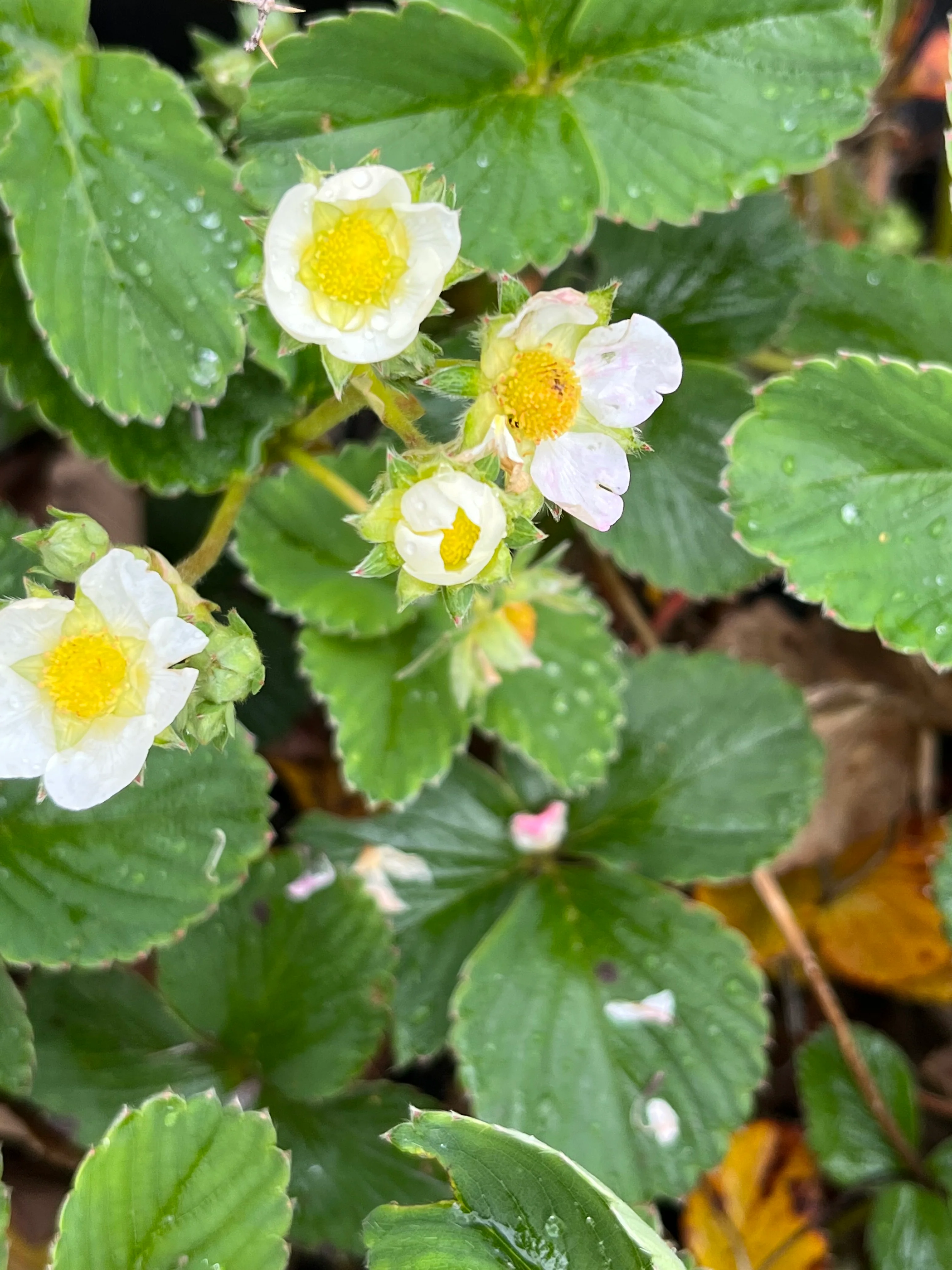 Fragaria ananassa Frau Mieze Schindler  I  Svenskt namn  :Hallonjordgubbe  I  Krukstorlek   : 10,5c  I  Förväntad Höjd  :  20 cm  I  Blomningstid :  maj-juni - 3