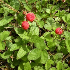 Fragaria ananassa Frau Mieze Schindler  I  Svenskt namn  :Hallonjordgubbe  I  Krukstorlek   : 10,5c  I  Förväntad Höjd  :  20 cm  I  Blomningstid :  maj-juni - 2