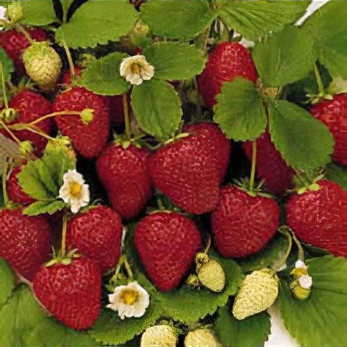Fragaria ananassa Honeoye  I  Svenskt namn  :Jordgubbe  I  Krukstorlek   : 10,5c  I  Förväntad Höjd  :  20 cm  I  Blomningstid :  maj-juni - 4