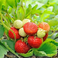 Fragaria ananassa Honeoye  I  Svenskt namn  :Jordgubbe  I  Krukstorlek   : 10,5c  I  Förväntad Höjd  :  20 cm  I  Blomningstid :  maj-juni - 2