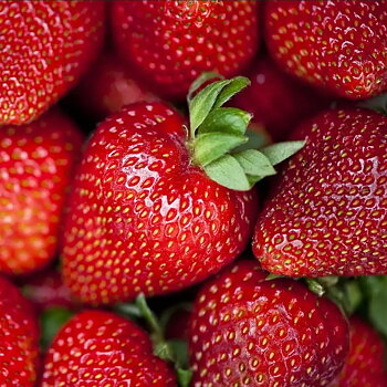 Fragaria ananassa Korona  I  Svenskt namn  :Jordgubbe  I  Krukstorlek   : 10,5c  I  Förväntad Höjd  :  20 cm  I  Blomningstid :  maj-juni