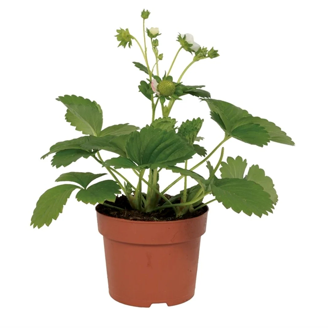 Fragaria ananassa Korona  I  Svenskt namn  :Jordgubbe  I  Krukstorlek   : 10,5c  I  Förväntad Höjd  :  20 cm  I  Blomningstid :  maj-juni - 2