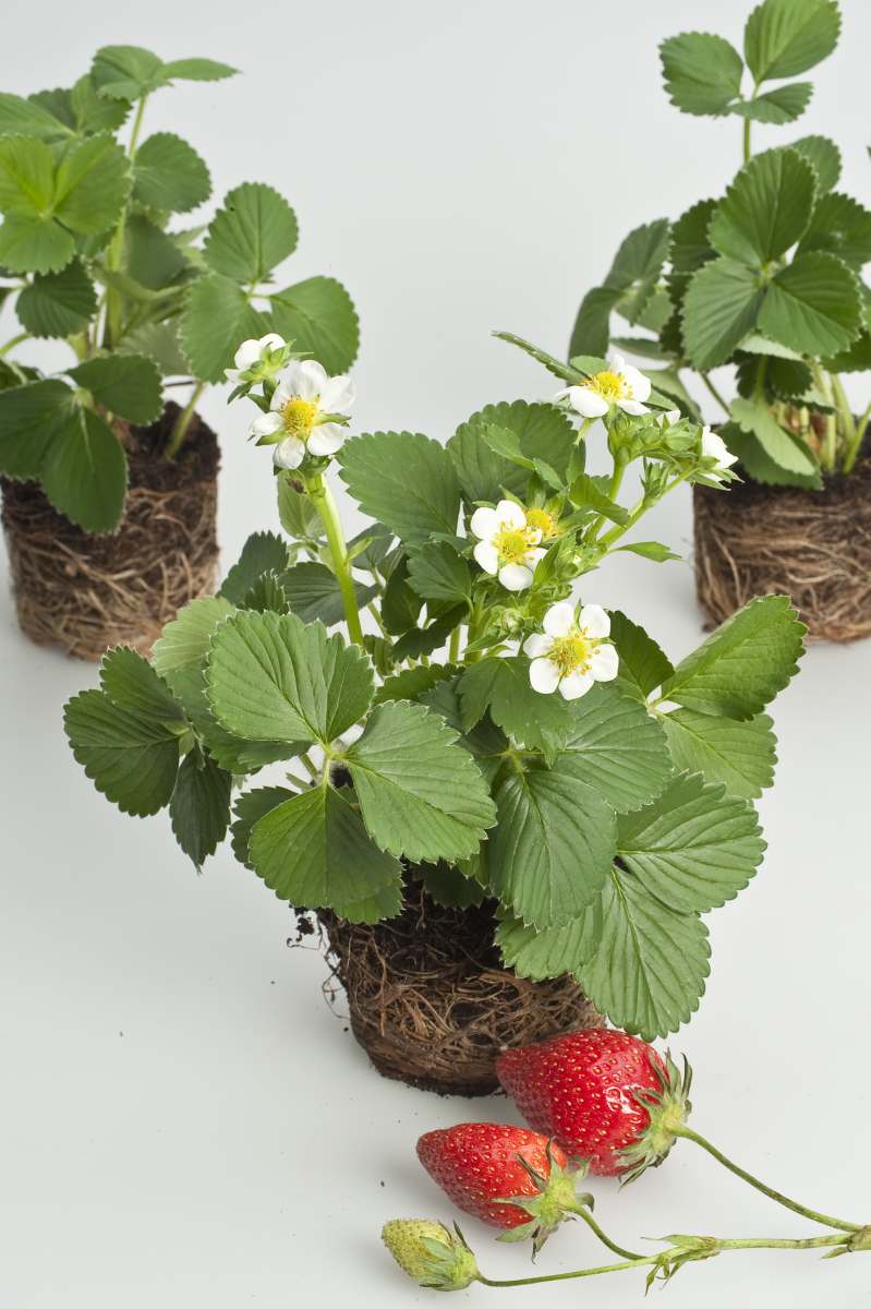 Fragaria ananassa Malwina  I  Svenskt namn  :Jordgubbe  I  Krukstorlek   : 10,5c  I  Förväntad Höjd  :  20 cm  I  Blomningstid :  maj-juni - 3