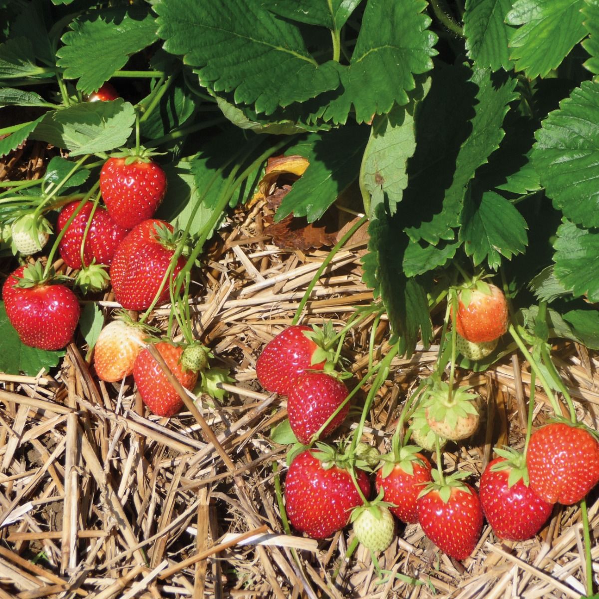 Fragaria ananassa Malwina  I  Svenskt namn  :Jordgubbe  I  Krukstorlek   : 10,5c  I  Förväntad Höjd  :  20 cm  I  Blomningstid :  maj-juni - 2