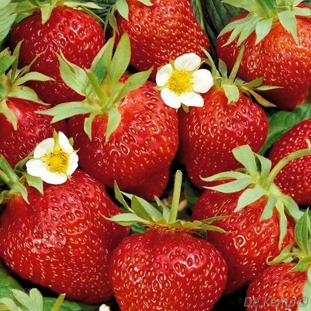 Fragaria ananassa Ostara  I  Svenskt namn  :Jordgubbe  I  Krukstorlek   : 10,5c  I  Förväntad Höjd  :  30 cm  I  Blomningstid :  juni-sept