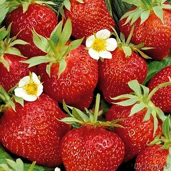 Fragaria ananassa Ostara  I  Svenskt namn  :Jordgubbe  I  Krukstorlek   : 10,5c  I  Förväntad Höjd  :  30 cm  I  Blomningstid :  juni-sept