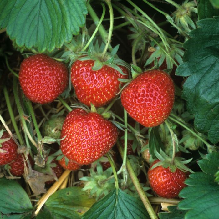 Fragaria ananassa Ostara  I  Svenskt namn  :Jordgubbe  I  Krukstorlek   : 10,5c  I  Förväntad Höjd  :  30 cm  I  Blomningstid :  juni-sept - 2