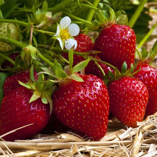 Fragaria ananassa Ostara  I  Svenskt namn  :Jordgubbe  I  Krukstorlek   : 10,5c  I  Förväntad Höjd  :  30 cm  I  Blomningstid :  juni-sept - 3