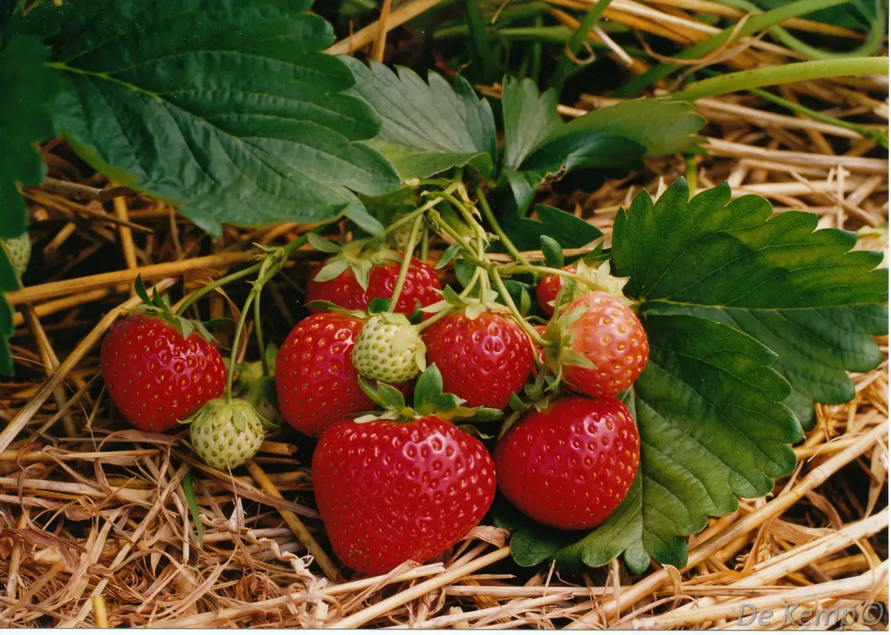 Fragaria ananassa Polka  I  Svenskt namn  :Jordgubbe  I  Krukstorlek   : 10,5c  I  Förväntad Höjd  :  20 cm  I  Blomningstid :  maj-juni - 2