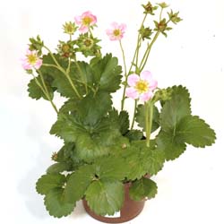 Fragaria ananassa Polka  I  Svenskt namn  :Jordgubbe  I  Krukstorlek   : 10,5c  I  Förväntad Höjd  :  20 cm  I  Blomningstid :  maj-juni - 3