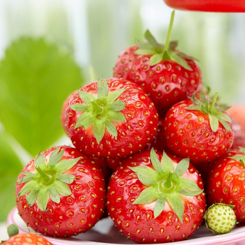 Fragaria ananassa Rumba  I  Svenskt namn  :Jordgubbe  I  Krukstorlek   : 10,5c  I  Förväntad Höjd  :  20 cm  I  Blomningstid :  maj-juni - 2