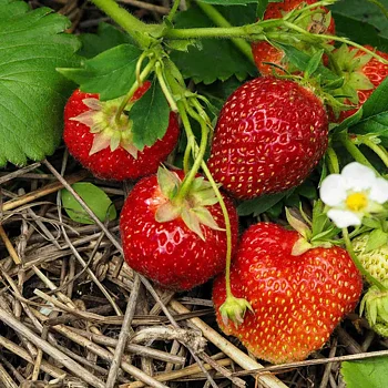Fragaria ananassa Rumba  I  Svenskt namn  :Jordgubbe  I  Krukstorlek   : 10,5c  I  Förväntad Höjd  :  20 cm  I  Blomningstid :  maj-juni