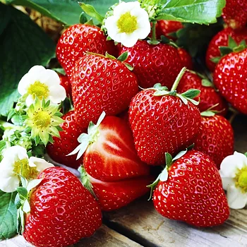 Fragaria ananassa Sengana  I  Svenskt namn  :Jordgubbe  I  Krukstorlek   : 10,5c  I  Förväntad Höjd  :  20 cm  I  Blomningstid :  maj-juni