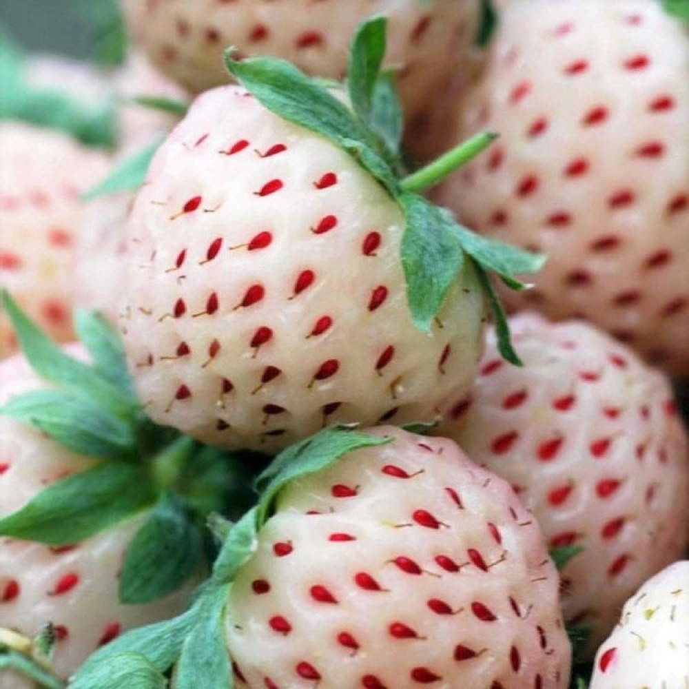 Fragaria ananassa Snow White  I  Svenskt namn  :Vit jordgubbe  I  Krukstorlek   : 10,5c  I  Förväntad Höjd  :  20 cm  I  Blomningstid :  maj-juni - 2