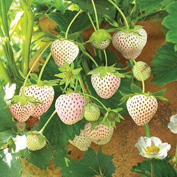 Fragaria ananassa Snow White  I  Svenskt namn  :Vit jordgubbe  I  Krukstorlek   : 10,5c  I  Förväntad Höjd  :  20 cm  I  Blomningstid :  maj-juni