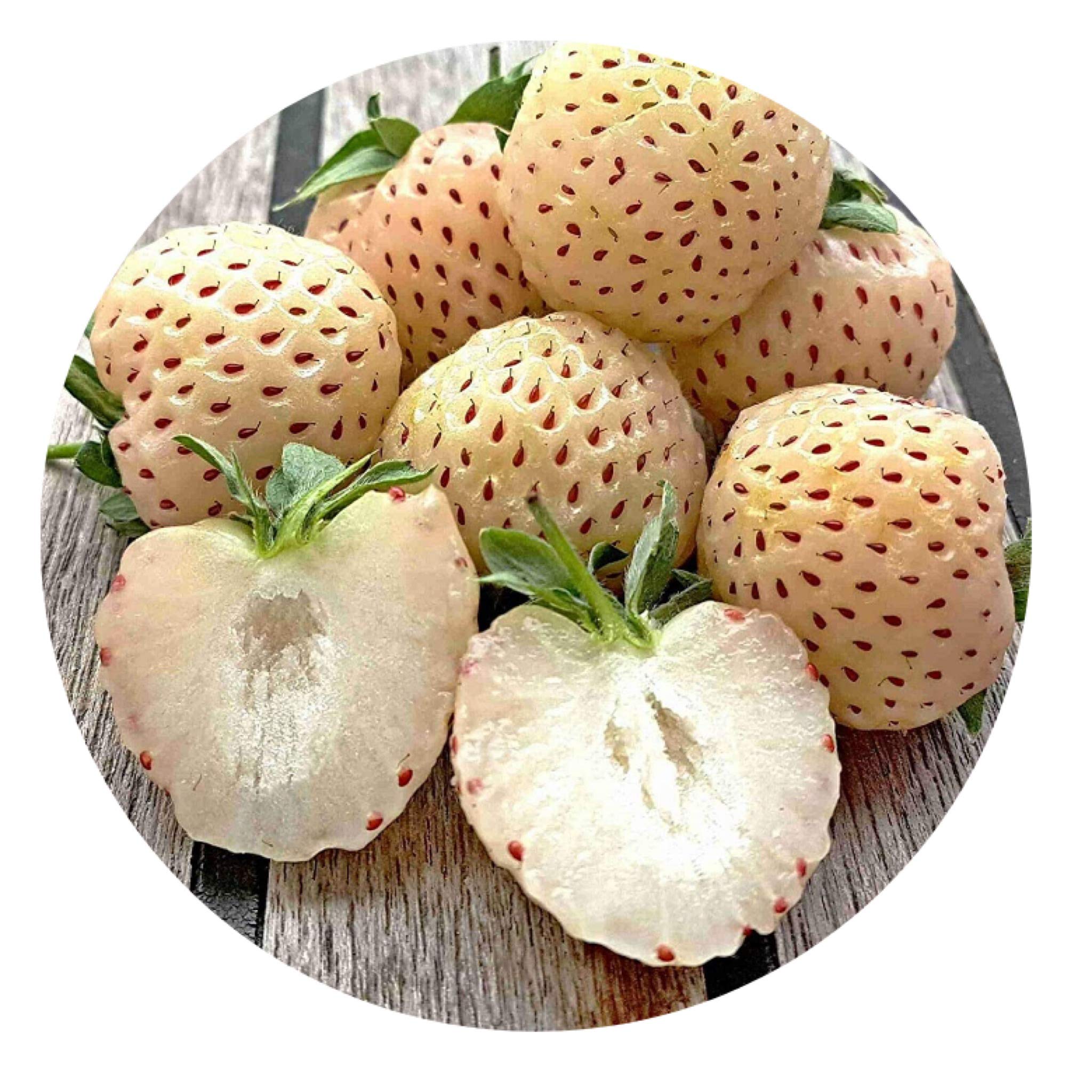 Fragaria ananassa Snow White  I  Svenskt namn  :Vit jordgubbe  I  Krukstorlek   : 10,5c  I  Förväntad Höjd  :  20 cm  I  Blomningstid :  maj-juni - 3