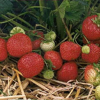 Fragaria ananassa Sonata  I  Svenskt namn  :Jordgubbe  I  Krukstorlek   : 10,5c  I  Förväntad Höjd  :  20 cm  I  Blomningstid :  maj-juni