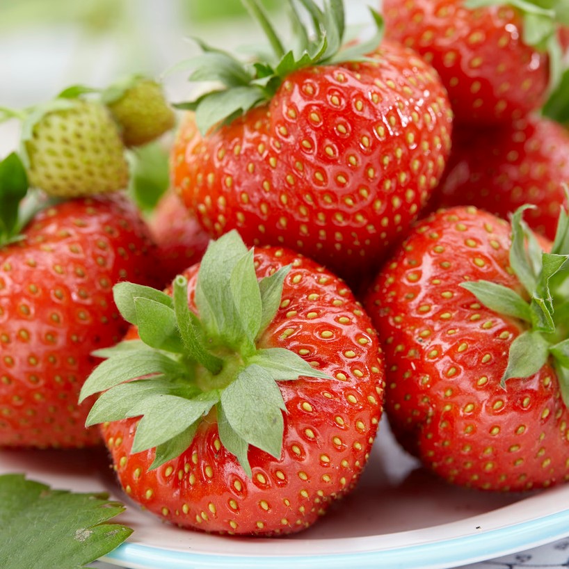 Fragaria ananassa Sonata  I  Svenskt namn  :Jordgubbe  I  Krukstorlek   : 10,5c  I  Förväntad Höjd  :  20 cm  I  Blomningstid :  maj-juni - 2