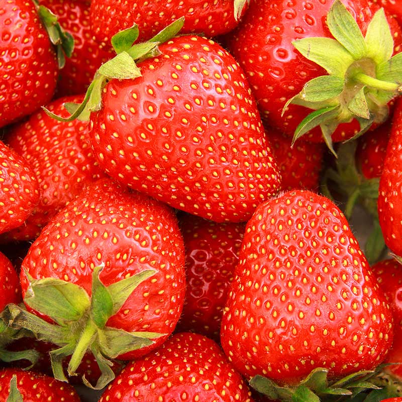 Fragaria ananassa Sonata  I  Svenskt namn  :Jordgubbe  I  Krukstorlek   : 10,5c  I  Förväntad Höjd  :  20 cm  I  Blomningstid :  maj-juni - 3