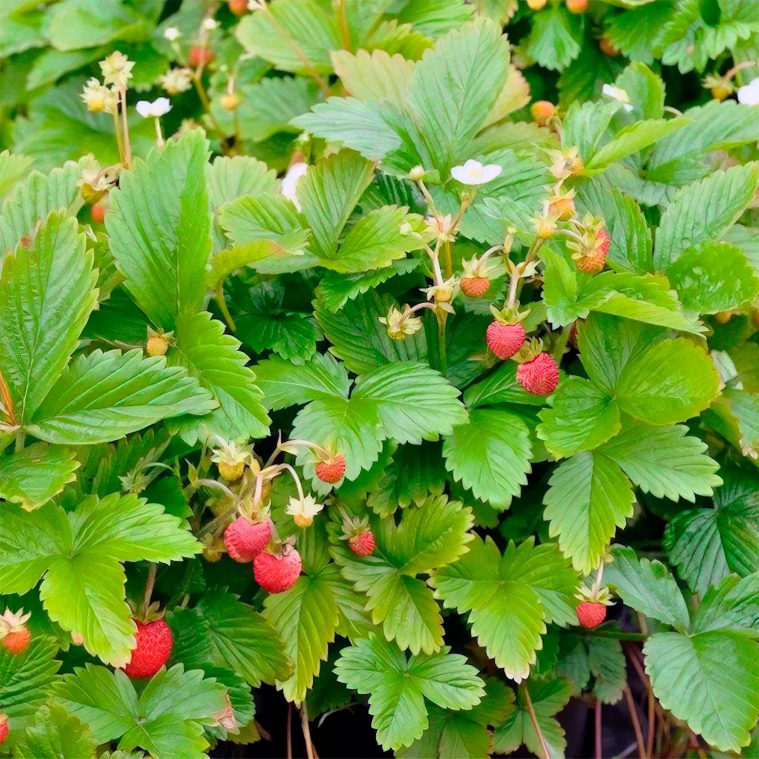 Fragaria moschata Askungen  I  Svenskt namn  :Parksmultron  I  Krukstorlek   : 11c  I  Förväntad Höjd  :  30 cm  I  Blomningstid :  juni-sept - 3