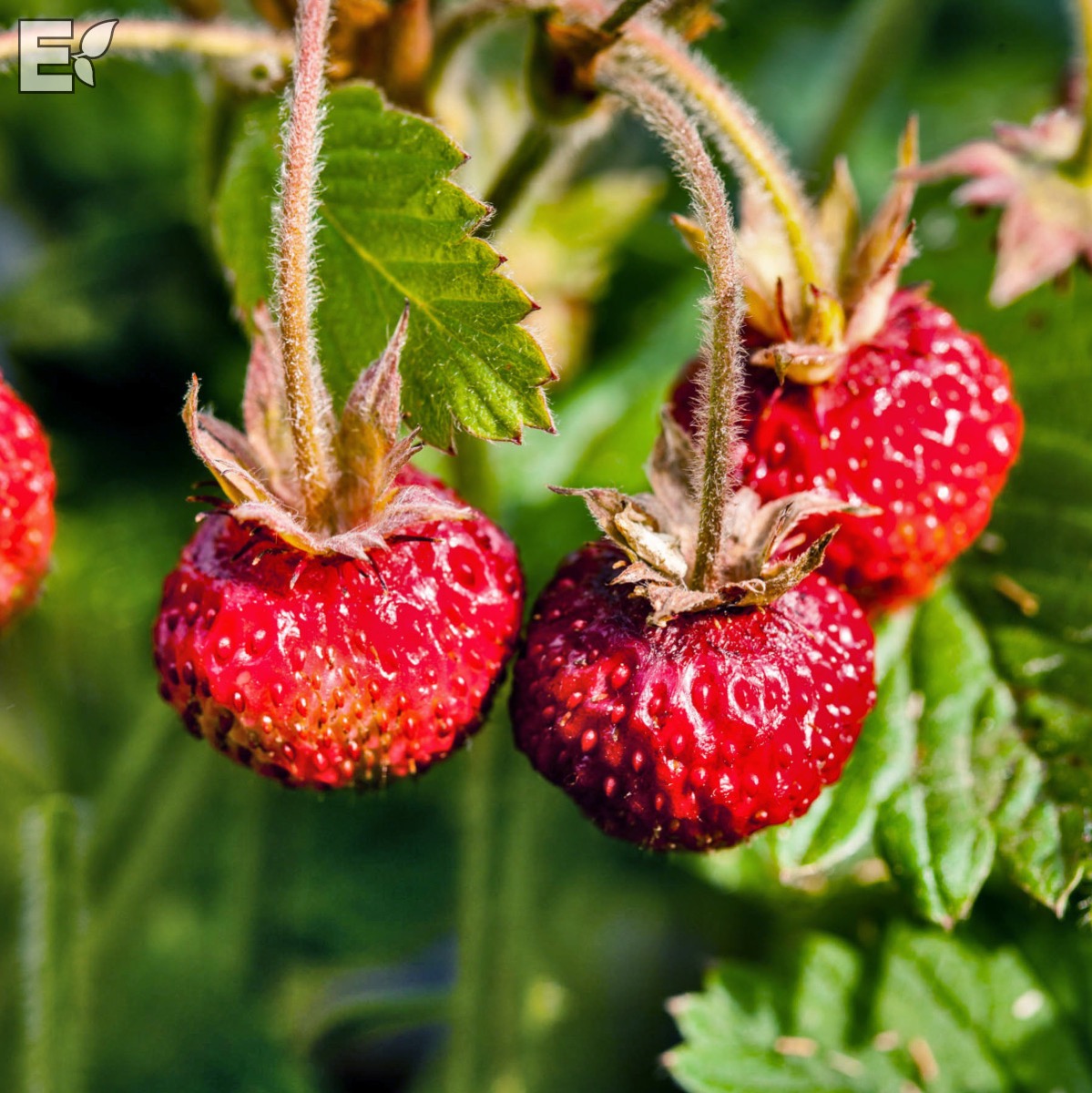 Fragaria moschata Askungen  I  Svenskt namn  :Parksmultron  I  Krukstorlek   : 11c  I  Förväntad Höjd  :  30 cm  I  Blomningstid :  juni-sept