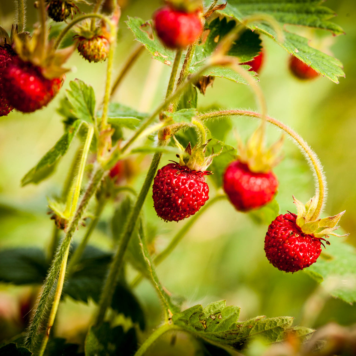 Fragaria moschata Askungen  I  Svenskt namn  :Parksmultron  I  Krukstorlek   : 11c  I  Förväntad Höjd  :  30 cm  I  Blomningstid :  juni-sept - 2