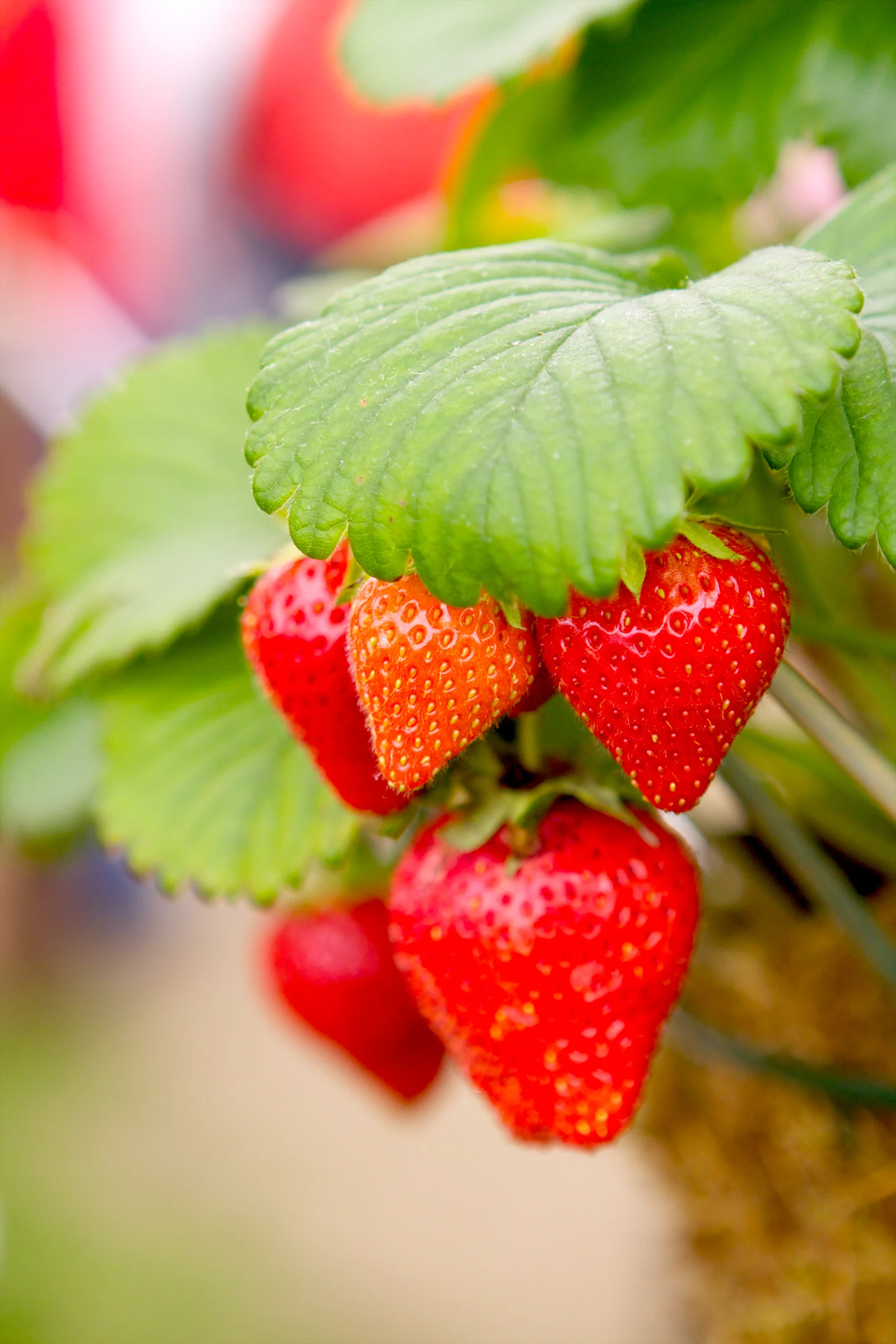 Fragaria nubicola Mount Omei  I  Svenskt namn  :Persikosmultron  I  Krukstorlek   : 11c  I  Förväntad Höjd  :  30 cm  I  Blomningstid :  maj-okt - 2