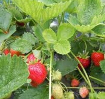 Fragaria nubicola Mount Omei  I  Svenskt namn  :Persikosmultron  I  Krukstorlek   : 11c  I  Förväntad Höjd  :  30 cm  I  Blomningstid :  maj-okt
