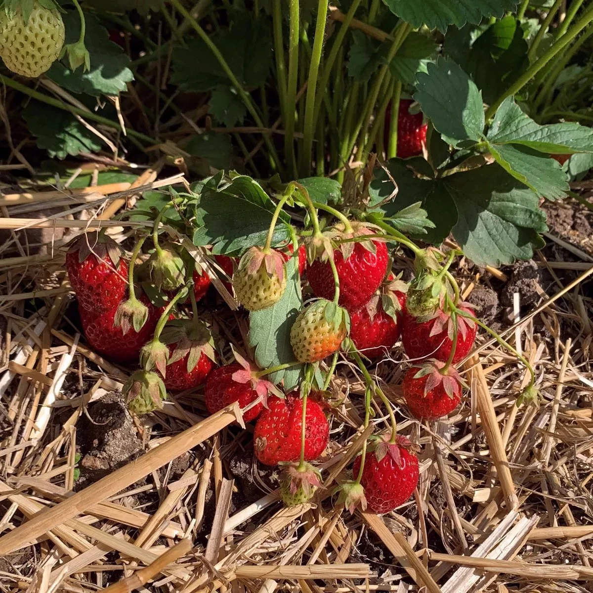 Fragaria nubicola Mount Omei  I  Svenskt namn  :Persikosmultron  I  Krukstorlek   : 11c  I  Förväntad Höjd  :  30 cm  I  Blomningstid :  maj-okt - 3