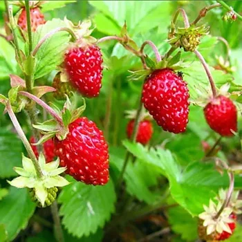 8831  Fragaria vesca  Rödluvan  I  Svenskt namn  :Smultron  I  Krukstorlek   : 11c  I  Förväntad Höjd  :  15 cm  I  Blomningstid :  juni-juli