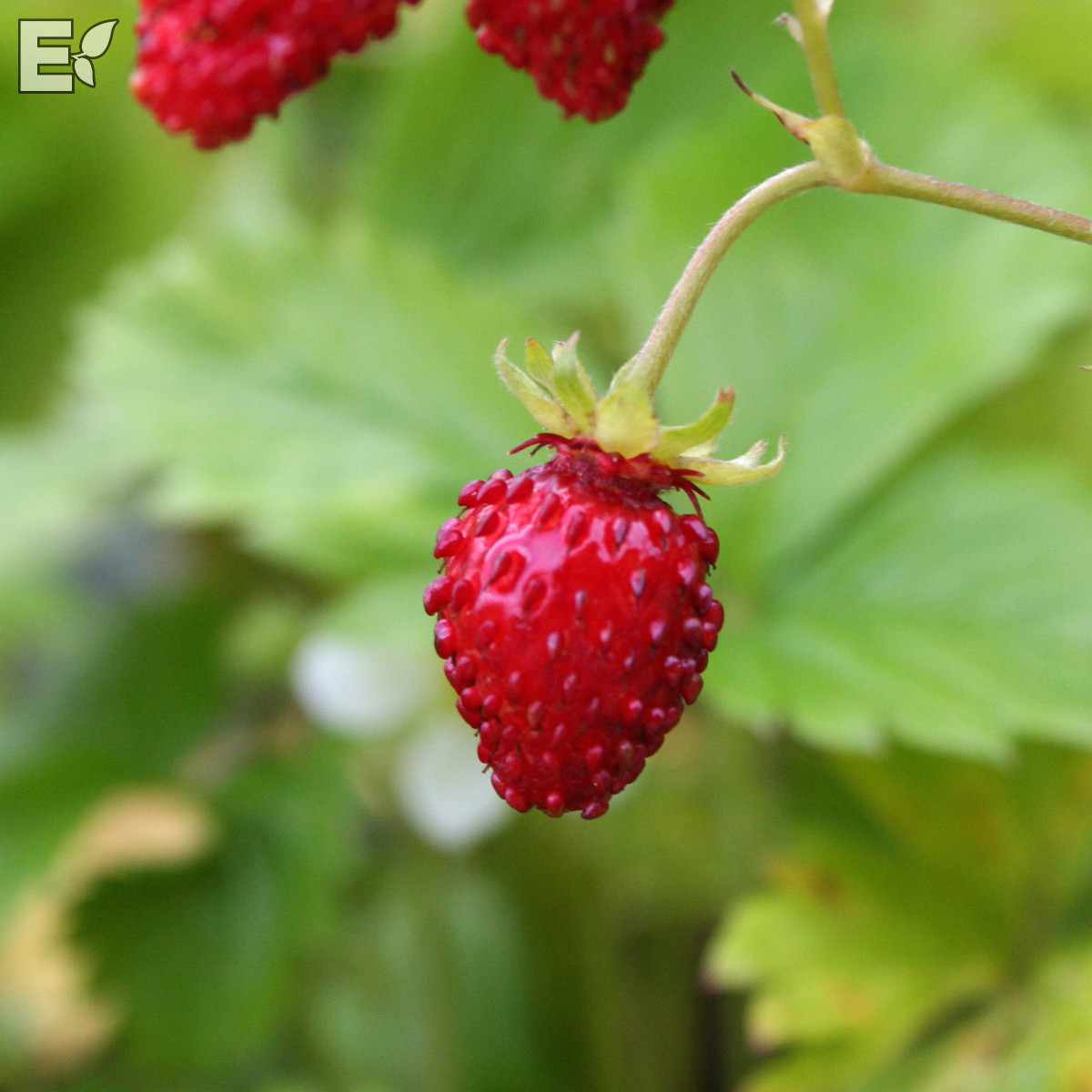 8831  Fragaria vesca  Rödluvan  I  Svenskt namn  :Smultron  I  Krukstorlek   : 11c  I  Förväntad Höjd  :  15 cm  I  Blomningstid :  juni-juli - 2