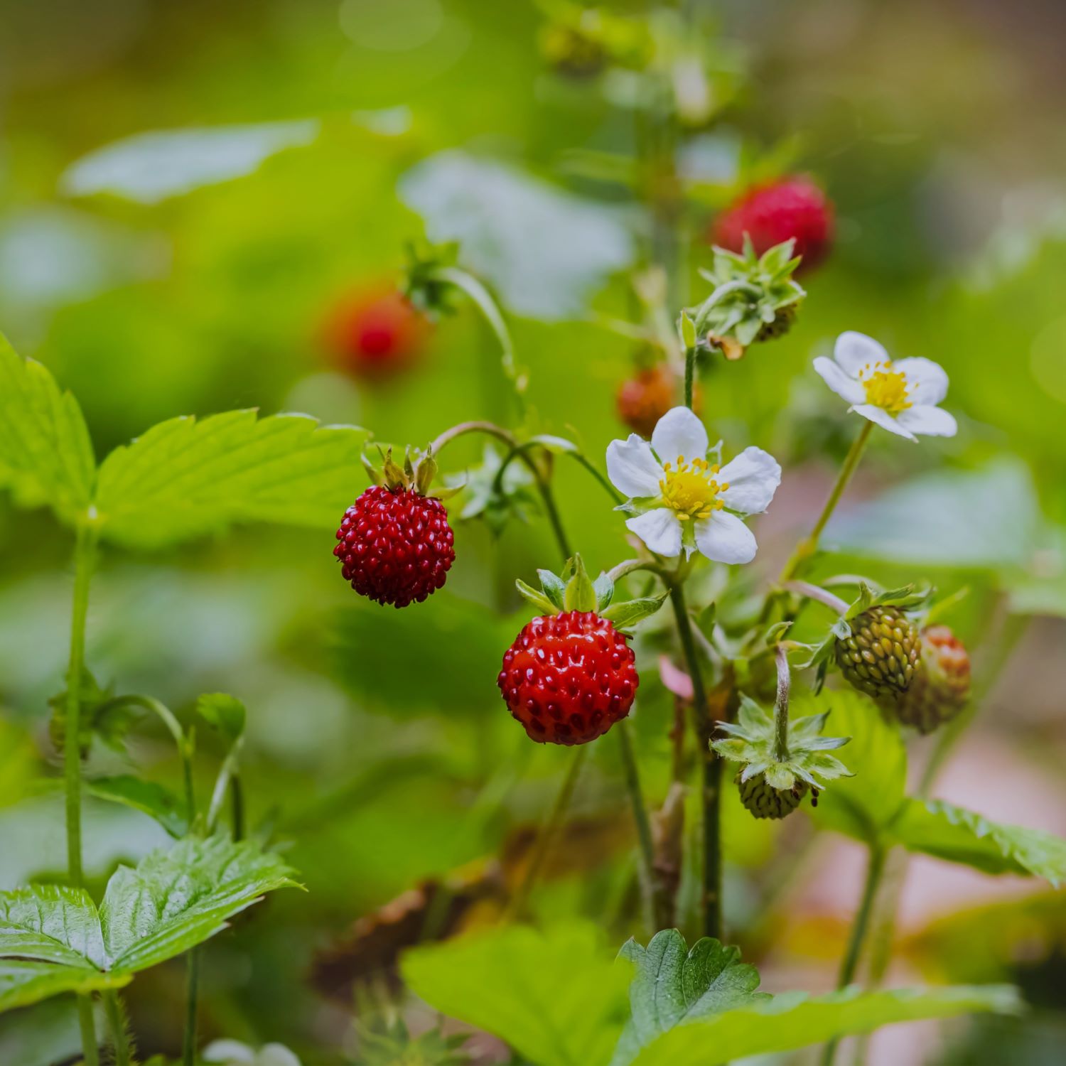 8831  Fragaria vesca  Rödluvan  I  Svenskt namn  :Smultron  I  Krukstorlek   : 11c  I  Förväntad Höjd  :  15 cm  I  Blomningstid :  juni-juli - 3