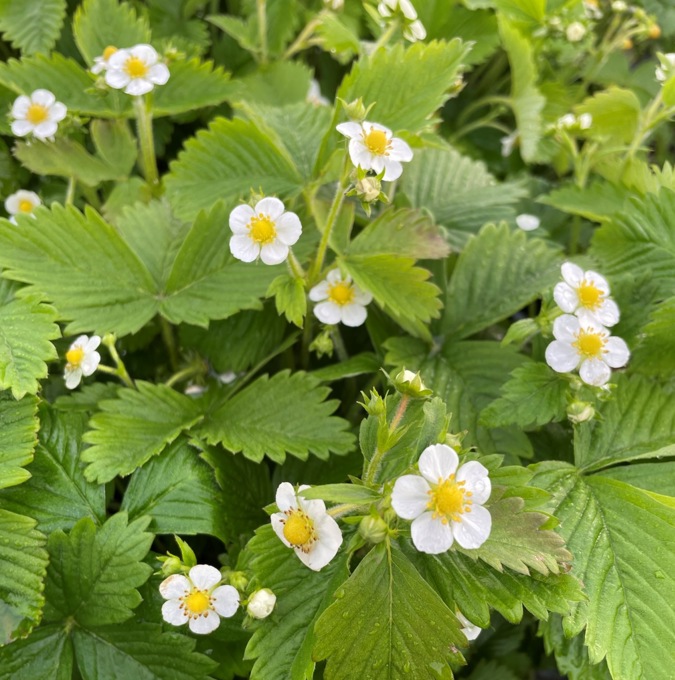 8831  Fragaria vesca  Rödluvan  I  Svenskt namn  :Smultron  I  Krukstorlek   : 11c  I  Förväntad Höjd  :  15 cm  I  Blomningstid :  juni-juli - 4