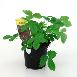 Fragaria vesca  Snövit  I  Svenskt namn  :Smultron  I  Krukstorlek   : 11c  I  Förväntad Höjd  :  15 cm  I  Blomningstid :  juni-juli - 3