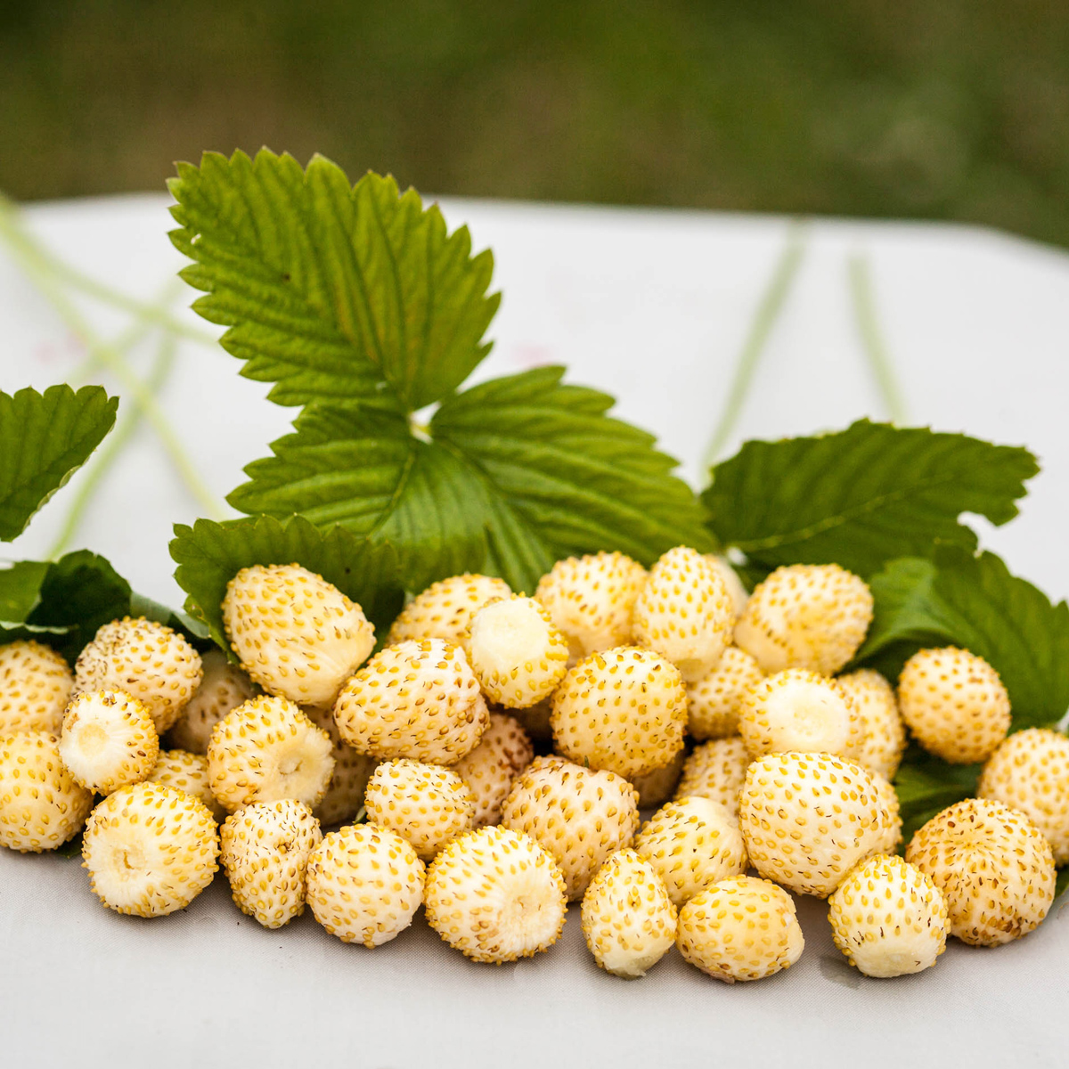 Fragaria vesca  Snövit  I  Svenskt namn  :Smultron  I  Krukstorlek   : 11c  I  Förväntad Höjd  :  15 cm  I  Blomningstid :  juni-juli - 2