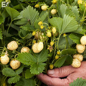 Fragaria vesca  Snövit  I  Svenskt namn  :Smultron  I  Krukstorlek   : 11c  I  Förväntad Höjd  :  15 cm  I  Blomningstid :  juni-juli