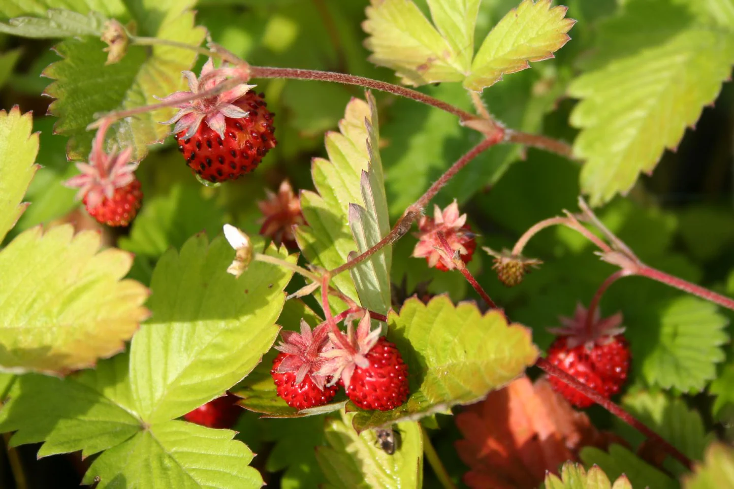 Fragaria vesca var. semperflorens Rugen  I  Svenskt namn  :Månadssmultron  I  Krukstorlek   : 11c  I  Förväntad Höjd  :  20 cm  I  Blomningstid :  juni-sept - 2
