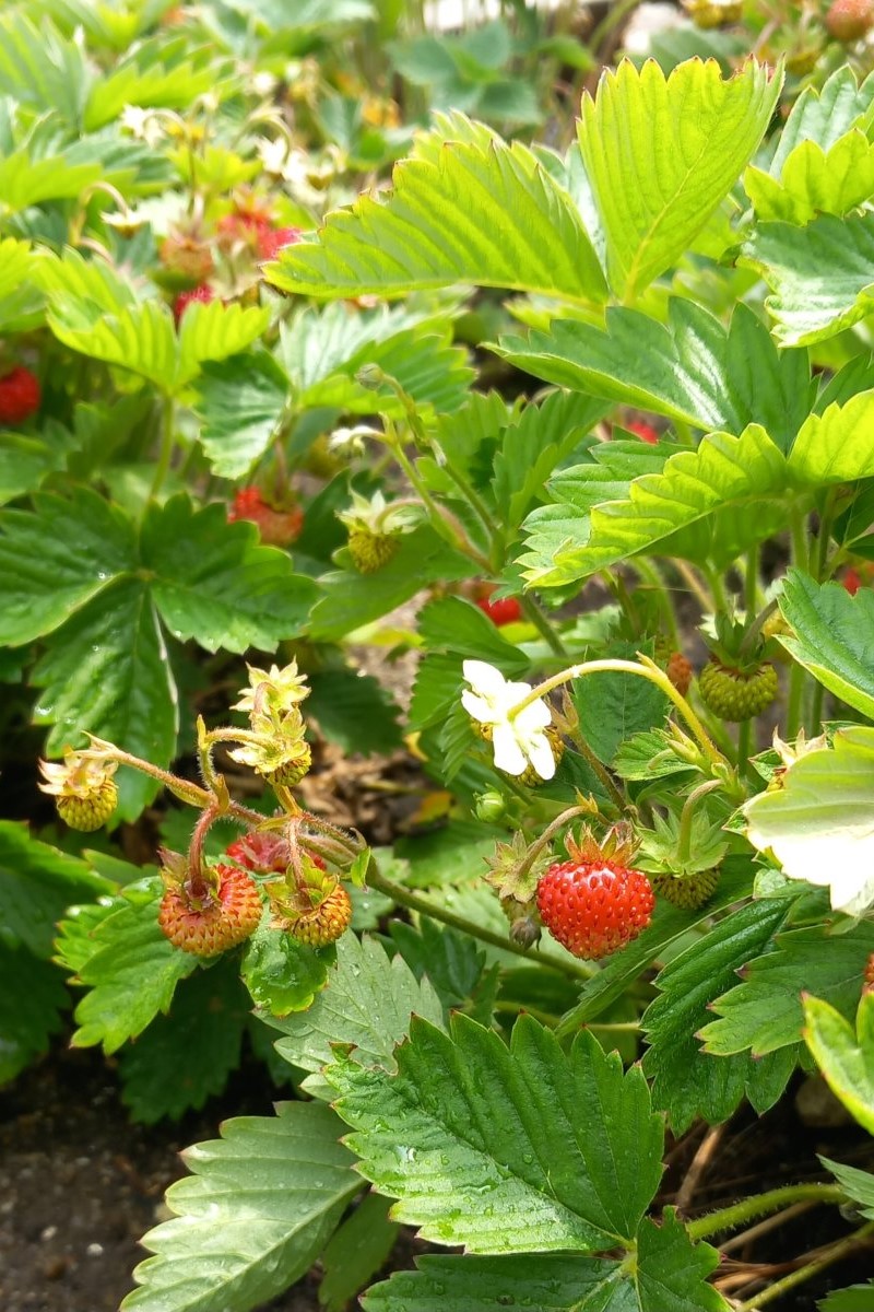 Fragaria vesca var. semperflorens Rugen  I  Svenskt namn  :Månadssmultron  I  Krukstorlek   : 11c  I  Förväntad Höjd  :  20 cm  I  Blomningstid :  juni-sept - 3